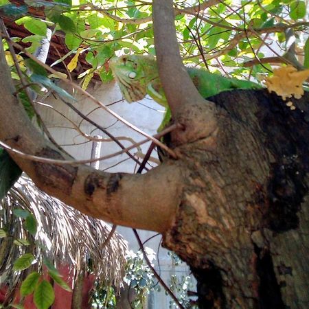 Maria Teresa Braganca Pousada Jijoca de Jericoacoara Exterior foto